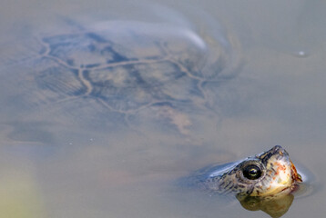 Turtle head sticking out of the water.