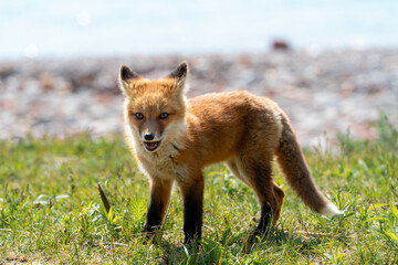 A startled fox pup looks around 