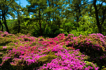 万年山のミヤマキリシマ