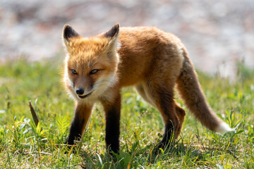 A fox pup hunts insects among the grass