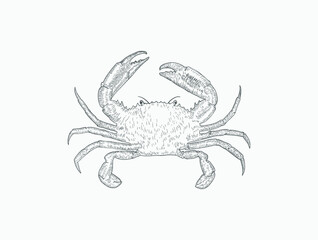 Crab drawing illustration of crab line art
