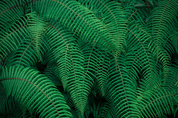 fern leaf background