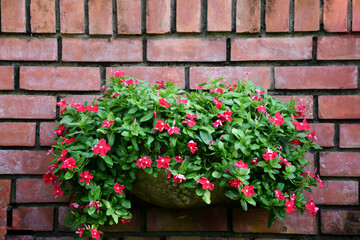 A flowerpot on a brick wall