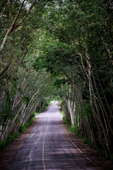 Obraz premium Beautiful long road in summer day with trees