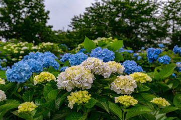 響山のアジサイ