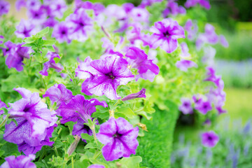 Beautiful of purple flower.