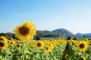Sunflower on field with sky.