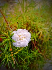 pink and white flower