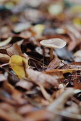 Leaves and fungi 