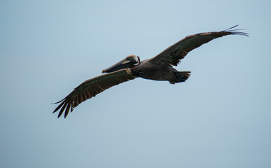 A Pelican glies along at the Ft. Pierce inlet in Florida
