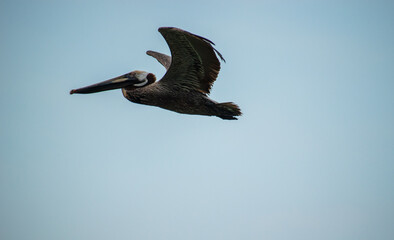 A Pelican glies along at the Ft. Pierce inlet in Florida