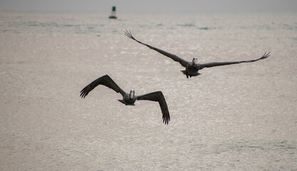 Pelicans flying right on top of each other producing a unique reflection-like view. 