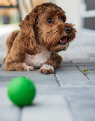 Cute brown dog, a Cocker-Spaniel Poodle (Cockapoo) lays down and takes a breather after playing...