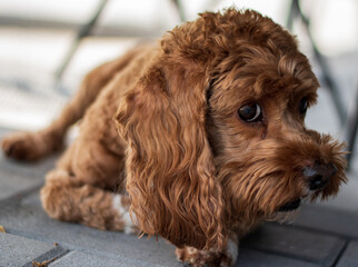 Cute brown dog, a Cocker-Spaniel Poodle (Cockapoo) lays down and takes a breather after playing with his ball in the hot Florida sun. 