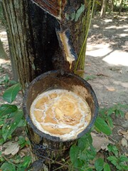 sap from rubber trees tapped in containers