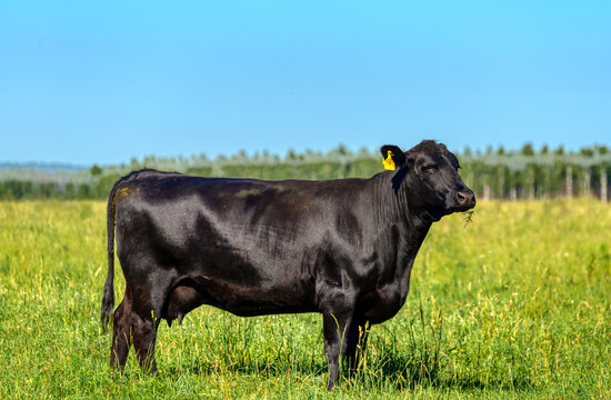 A black angus cow grazes on a green meadow.
