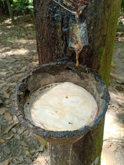 sap from rubber trees tapped in containers