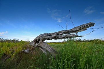 Fototapeta premium Alligator shaped tree skeleton in field of Saltwort - Batis maritima - on Coastal Priarie in Everglades National Park, Florida.