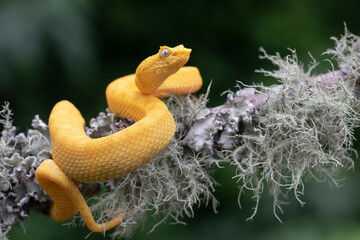 Venomous Eyelash Viper - Yellow Variation