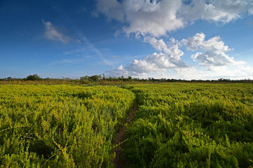 Field of Saltwort - Batis maritima - on Coastal Priarie in Everglades National Park, Florida.