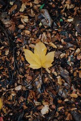 Yellow leaves in the forest