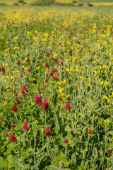 Agricultural field of flowering crimson clover (Trifolium incarnatum) in the springtime. Selective focus.