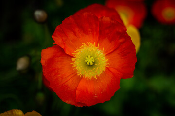 Fototapeta premium Ashikaga Flower Park 