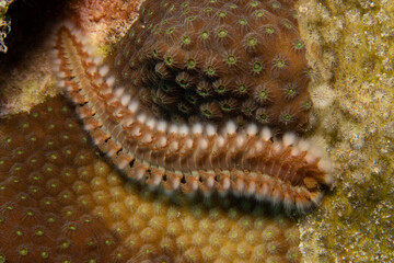 Bearded Fireworm on Caribbean Coral Reef