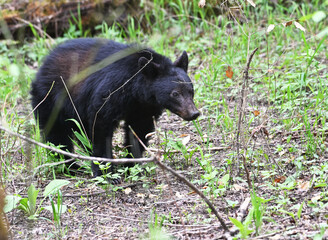 Black Bear Behind Branches