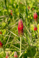 Agricultural field of flowering crimson clover (Trifolium incarnatum) in the springtime. Selective focus.