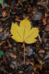 Leaves in the forest 