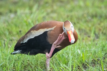 Black-bellied whistling duck scratching face