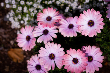 Ashikaga Flower Park