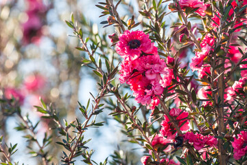 closeup of bright pink New Zealand manuka tree flowers in bloom with blurred background and copy space