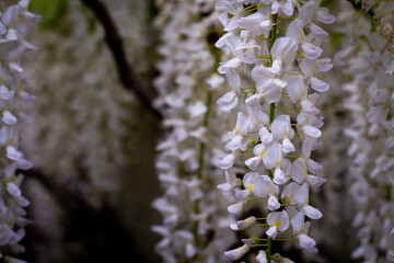 Ashikaga Flower Park