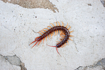 A centipede on a large green leaf It is a poisonous animal and has a lot of legs. It's on concrete background.