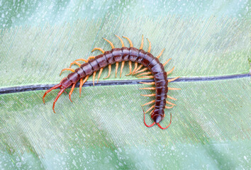 A centipede on a large green leaf It is a poisonous animal and has a lot of legs.	