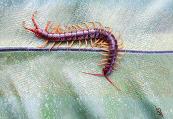 A centipede on a large green leaf It is a poisonous animal and has a lot of legs.	