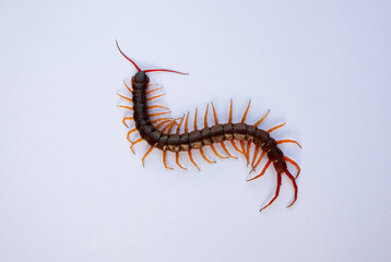 Centipede is a poisonous animal with many legs that can bite and release poison to enemies