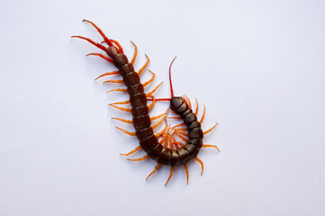 Centipede is a poisonous animal with many legs that can bite and release poison to enemies