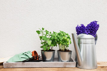 Gardening concept with equipment, hyacinth flowers and seedlings