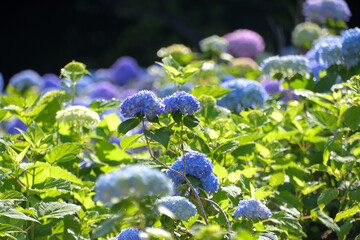 逆光に照らされたアジサイ