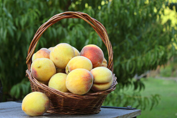 Fresh Peach Harvest Outdoors on Organic Farm