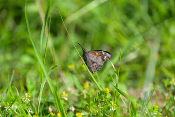 翅を閉じて草にとまったテングチョウ