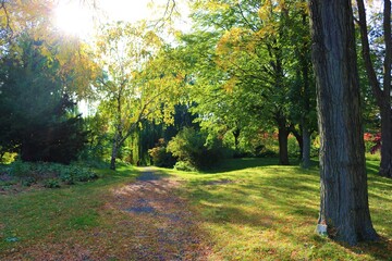 Fototapeta premium path in the forest