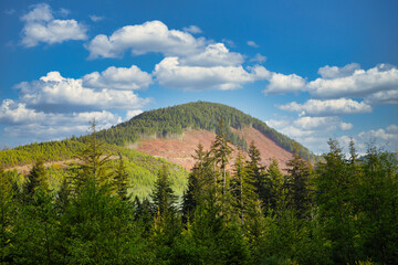 Forest ravage devastated by the forest logging industry on Vancouver Island