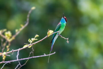 Blue-throated Bee-eater ,Beautiful bird in the wild