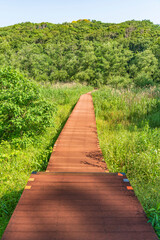 三浦半島南端にある「小網代の森」のボードウォーク