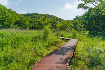 Fototapeta na wymiar 三浦半島南端にある「小網代の森」のボードウォーク