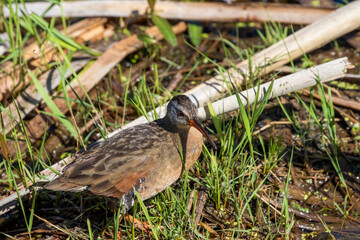 The Virginia rail (Rallus limicola). Natural scene from Wisconsin.